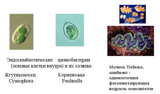 Где живут бактерии