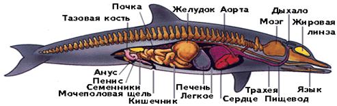 Внутреннее строение самца дельфина