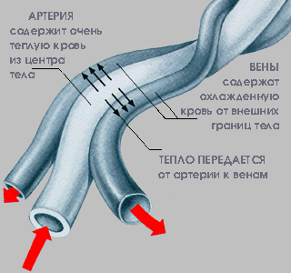 Терморегуляция