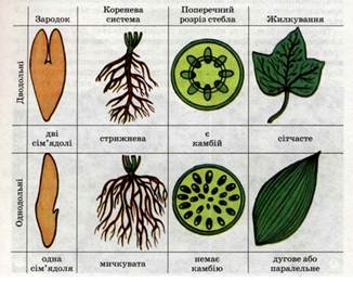 Реферат: Біохімія трансгенної картоплі в умовах України