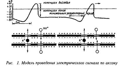 Доклад: Распространение нервных импульсов