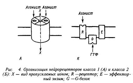 Курсовая работа: Постсинаптическая трансформация сигнала