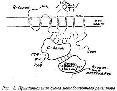 Курсовая работа: Постсинаптическая трансформация сигнала