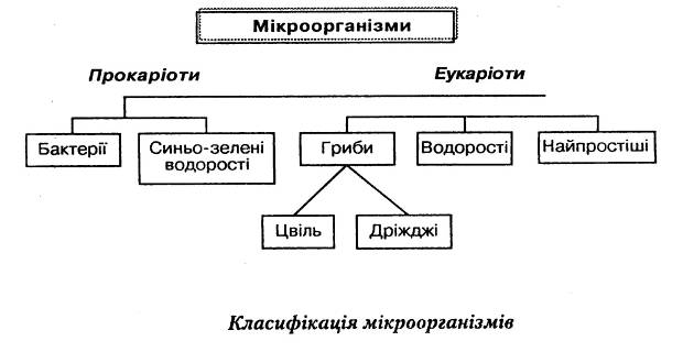 Реферат: Утилізація відходів харчової промисловості